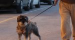  Ciudadanos Xbia reclama avances en materia de bienestar animal