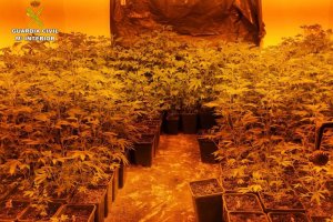 La Guardia Civil desmantela en Parcent una plantacin de ms de 500 plantas de marihuana