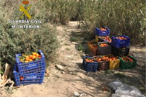 Detenido por robar ms de mil kilos de naranjas de una finca de Pego 