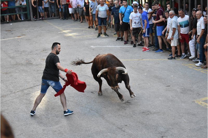 La Subdelegacin del Gobierno da permiso para hacer la manifestacin contra las vaquillas este domingo en Pedreguer