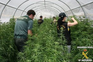 Unos invernaderos de Llber ocultaban la mayor plantacin ilegal de marihuana de Europa