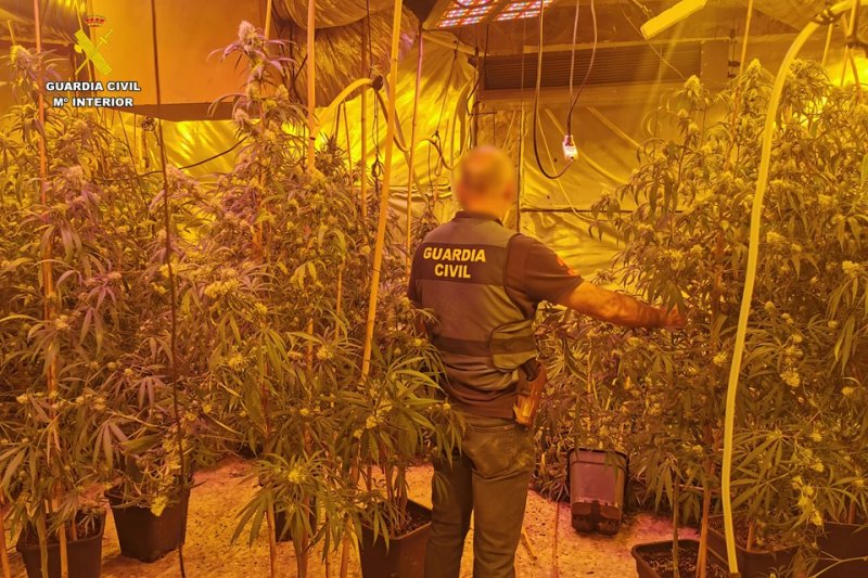 La Guardia Civil localiza una plantación de marihuana en un chalet de Calp
