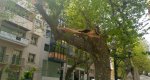 Cae una  rama de un platanero de la calle Marqus de Campo