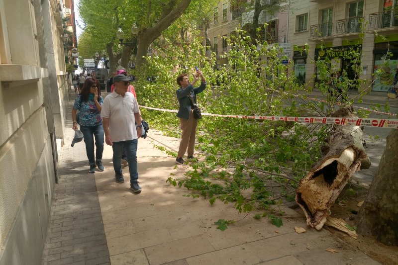 Cae una  rama de un platanero de la calle Marqus de Campo