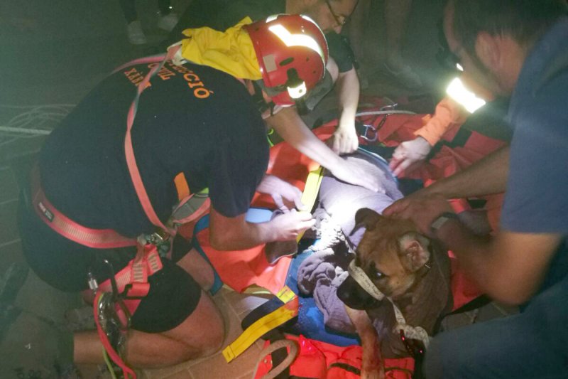 Polica Local y Proteccin Civil rescatan en Xbia a un perro herido