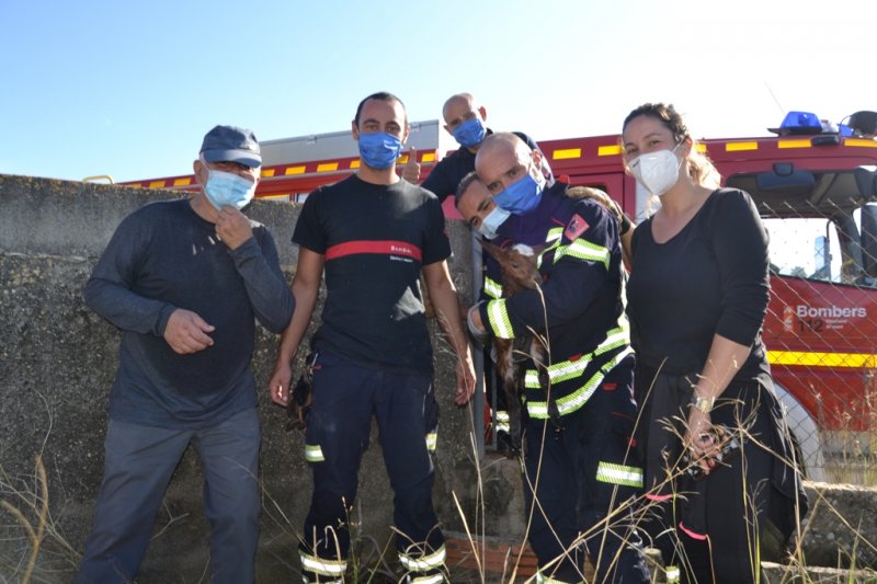 Los bomberos rescatan en Dnia a un cabritillo que qued atrapado en  una acequia subterrnea  
