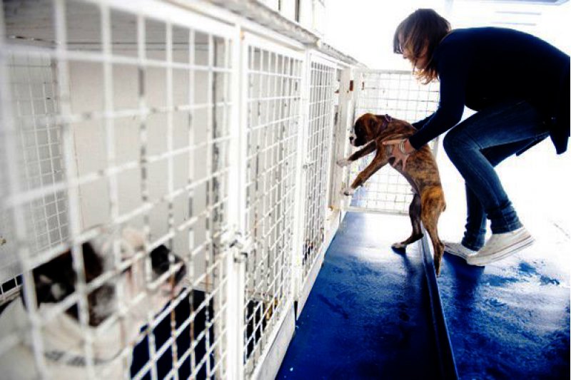 Baleria ha transportado 60.000 mascotas desde enero
