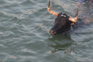 Un bou mor en els Bous a la Mar per un infart 