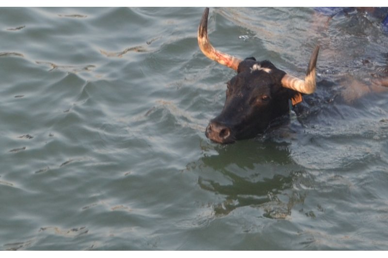 Un toro muere en el Bous a la Mar por un infarto 